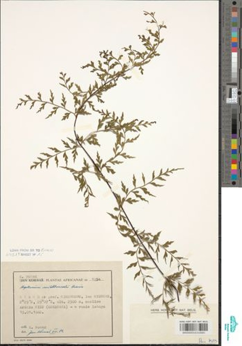 Asplenium mildbraedii photo 3