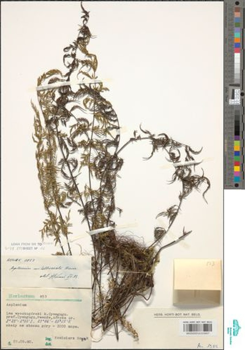 Asplenium mildbraedii photo 4