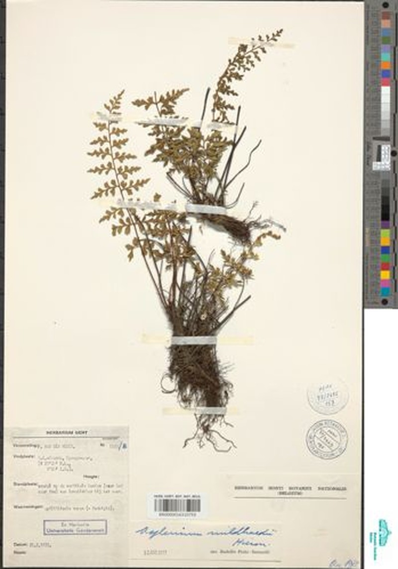 Asplenium mildbraedii photo 5