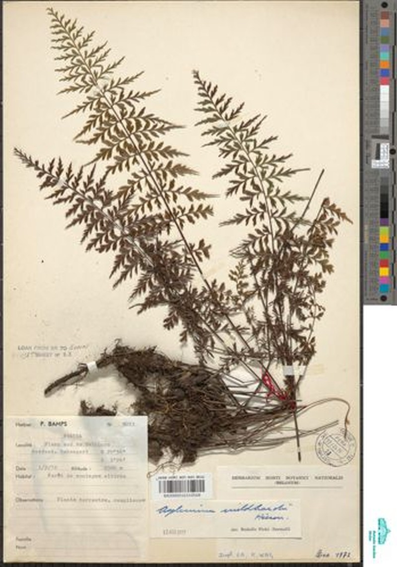 Asplenium mildbraedii photo 6