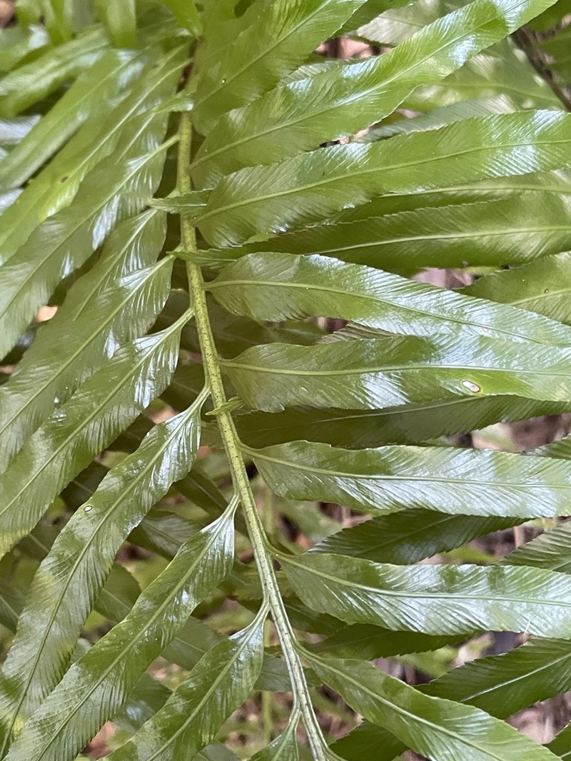 Asplenium milnei photo 2