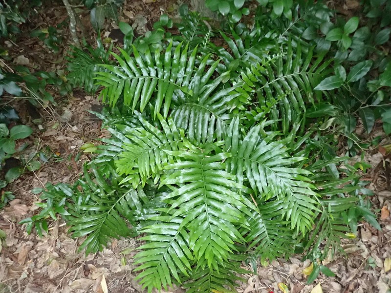 Asplenium milnei photo 3