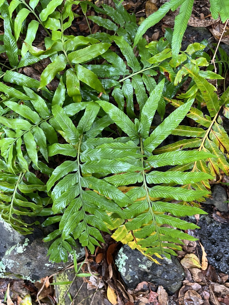 Asplenium milnei photo 4
