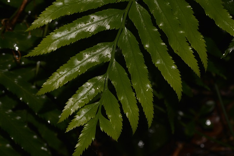 Asplenium milnei photo 5