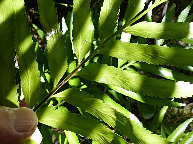 Asplenium milnei photo 6