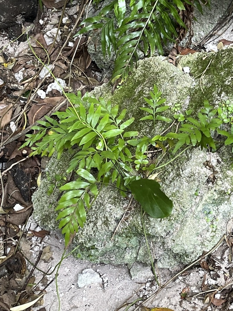 Asplenium milnei photo 7