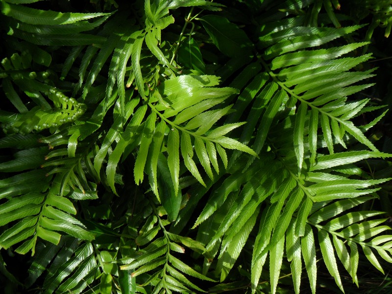 Asplenium milnei