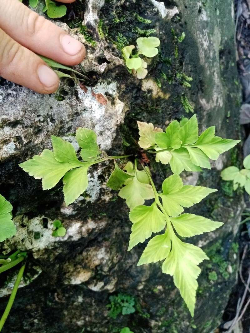 Asplenium minimum