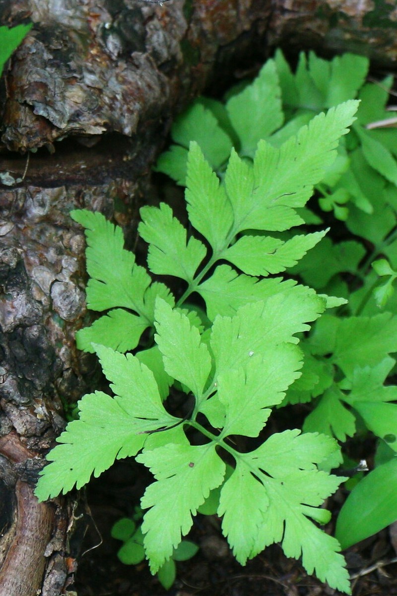 Asplenium minimum photo 2