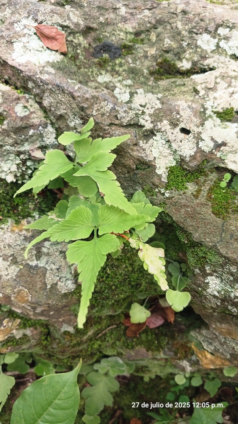 Asplenium minimum photo 3