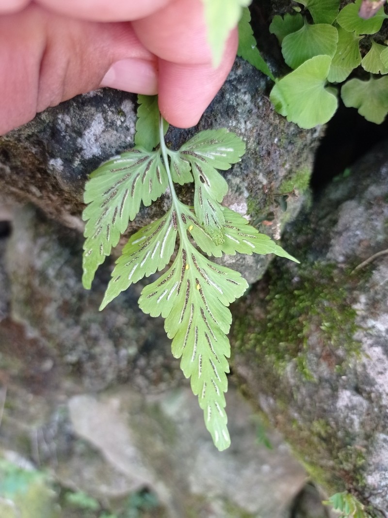 Asplenium minimum photo 4