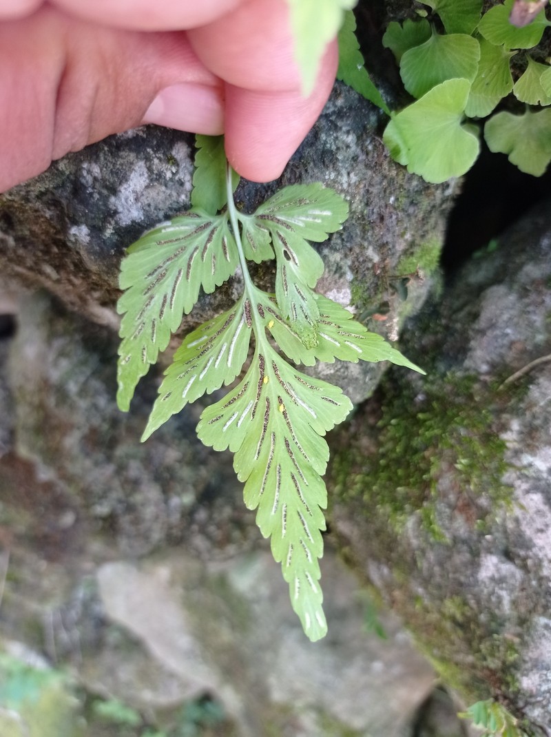 Asplenium minimum photo 5