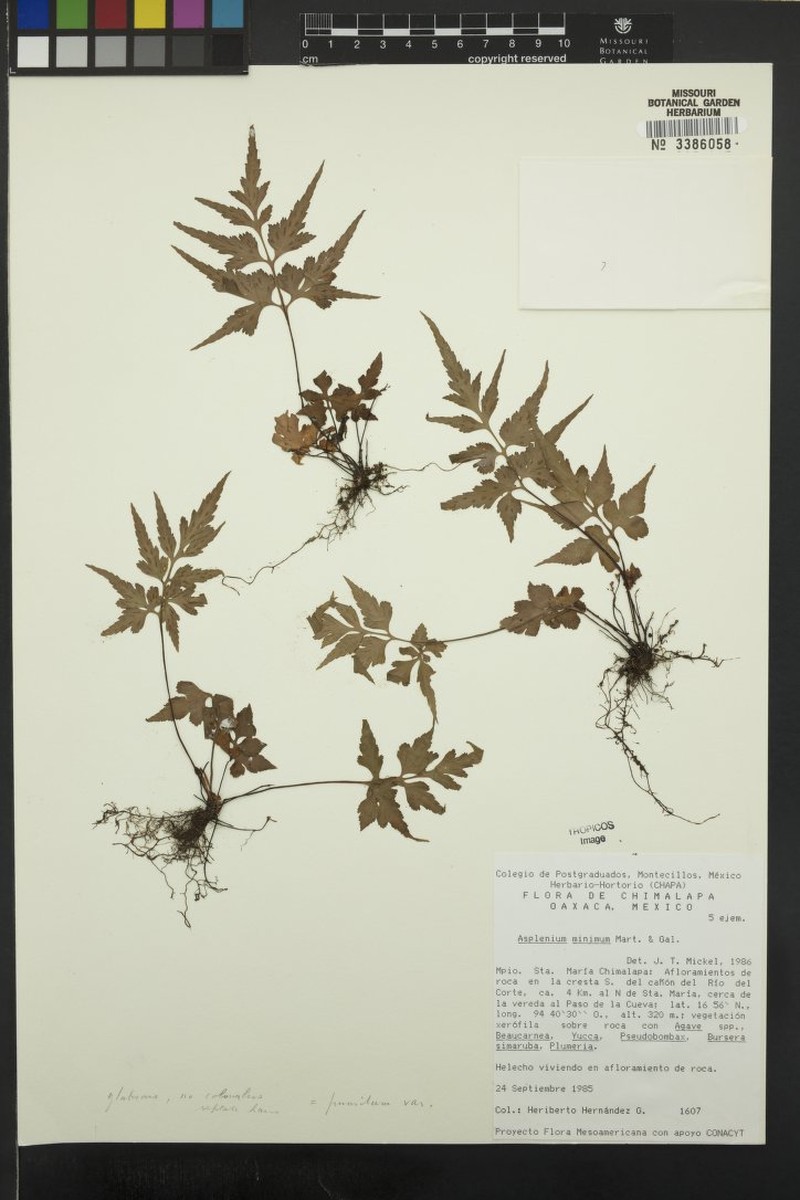 Asplenium minimum photo 6