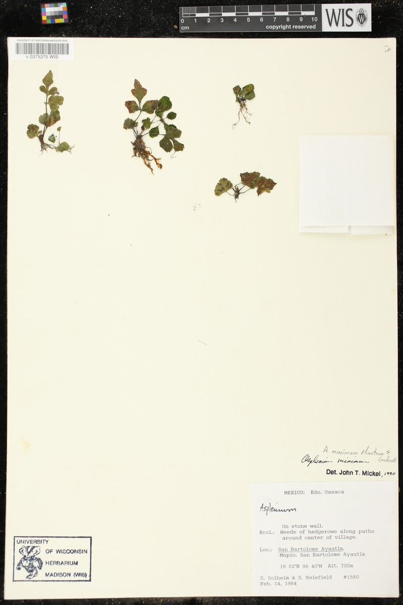 Asplenium minimum