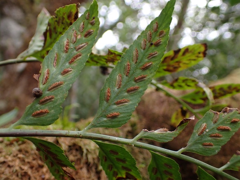 Asplenium minutidentatum photo 4