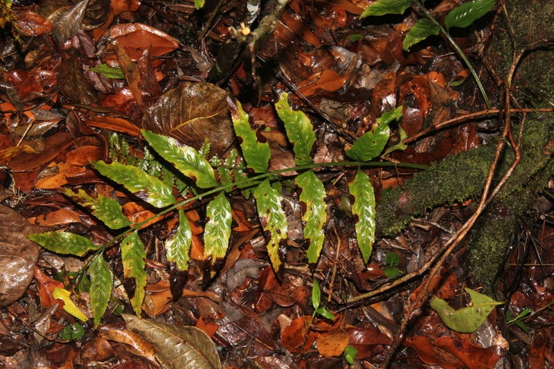 Asplenium minutidentatum photo 5
