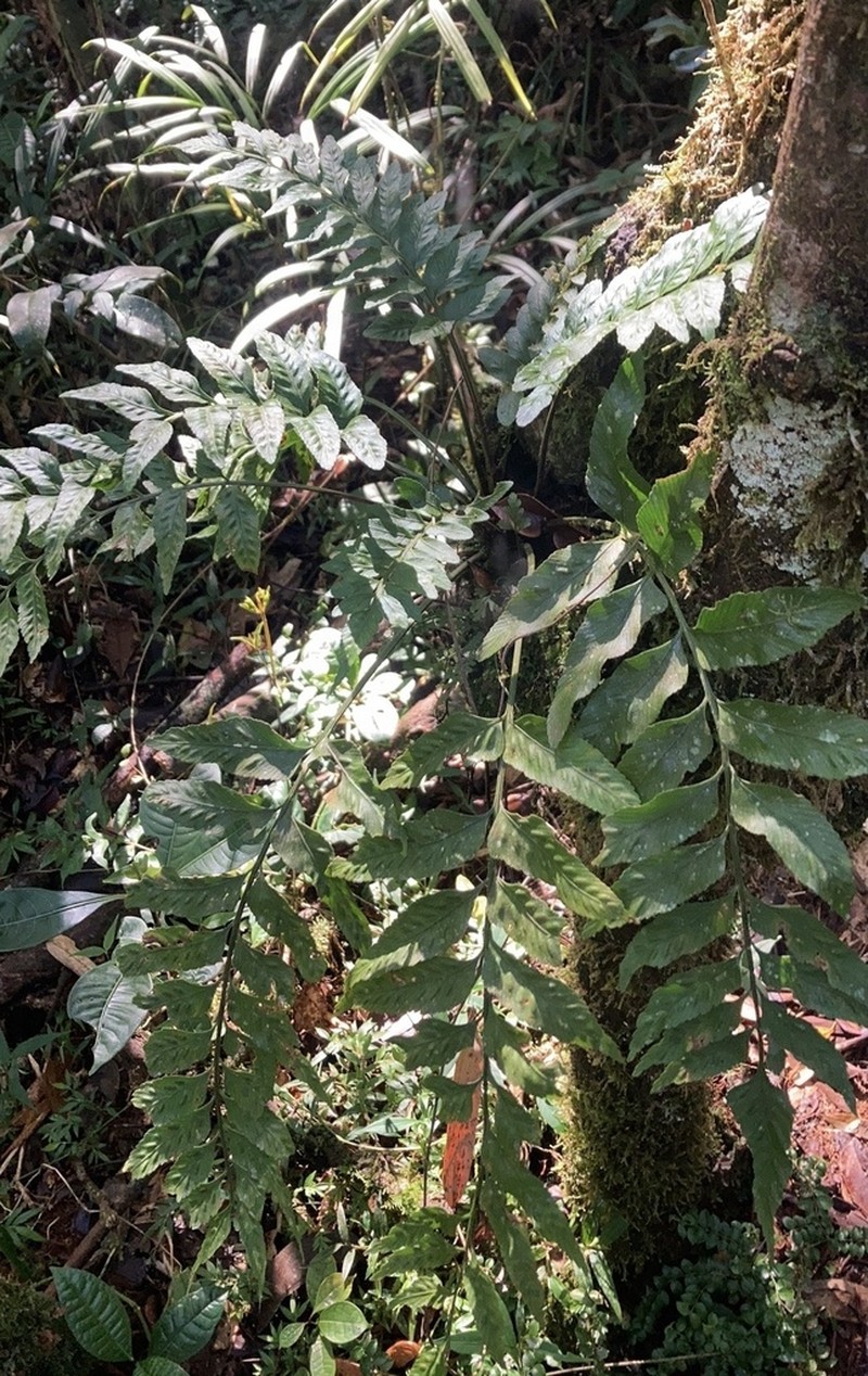 Asplenium minutidentatum photo 6