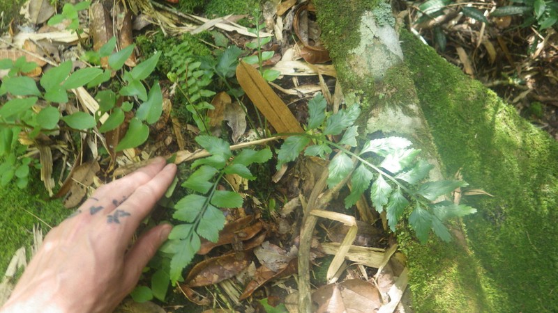 Asplenium minutidentatum photo 7
