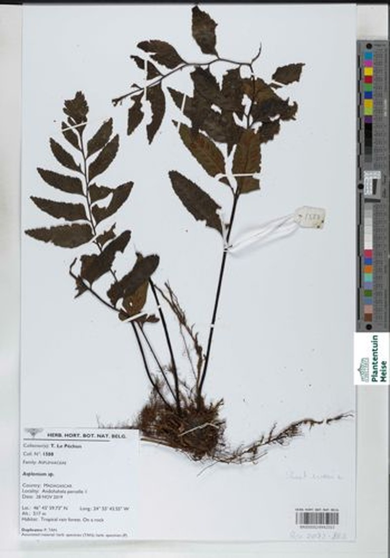 Asplenium minutidentatum