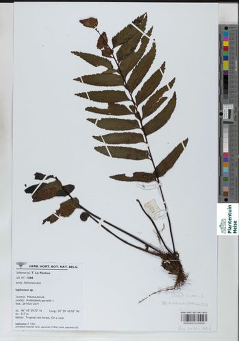 Asplenium minutidentatum photo 2
