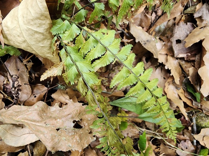 Asplenium miradorense photo 3
