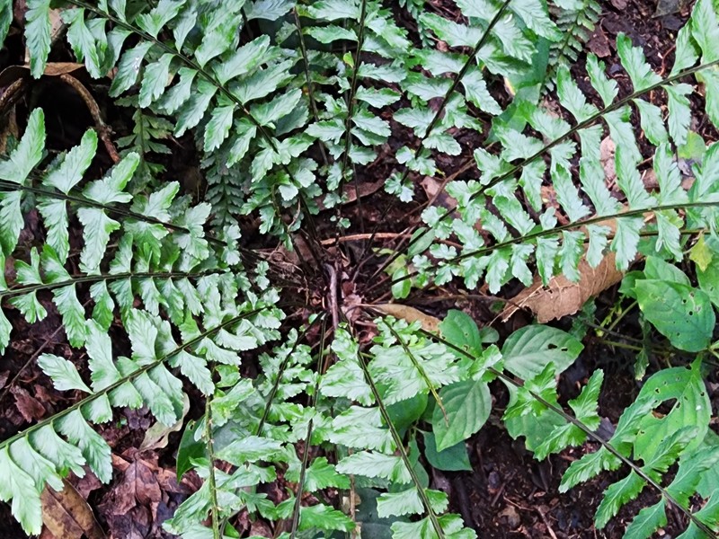 Asplenium miradorense photo 4