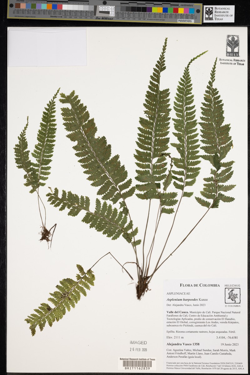 Asplenium miradorense photo 5