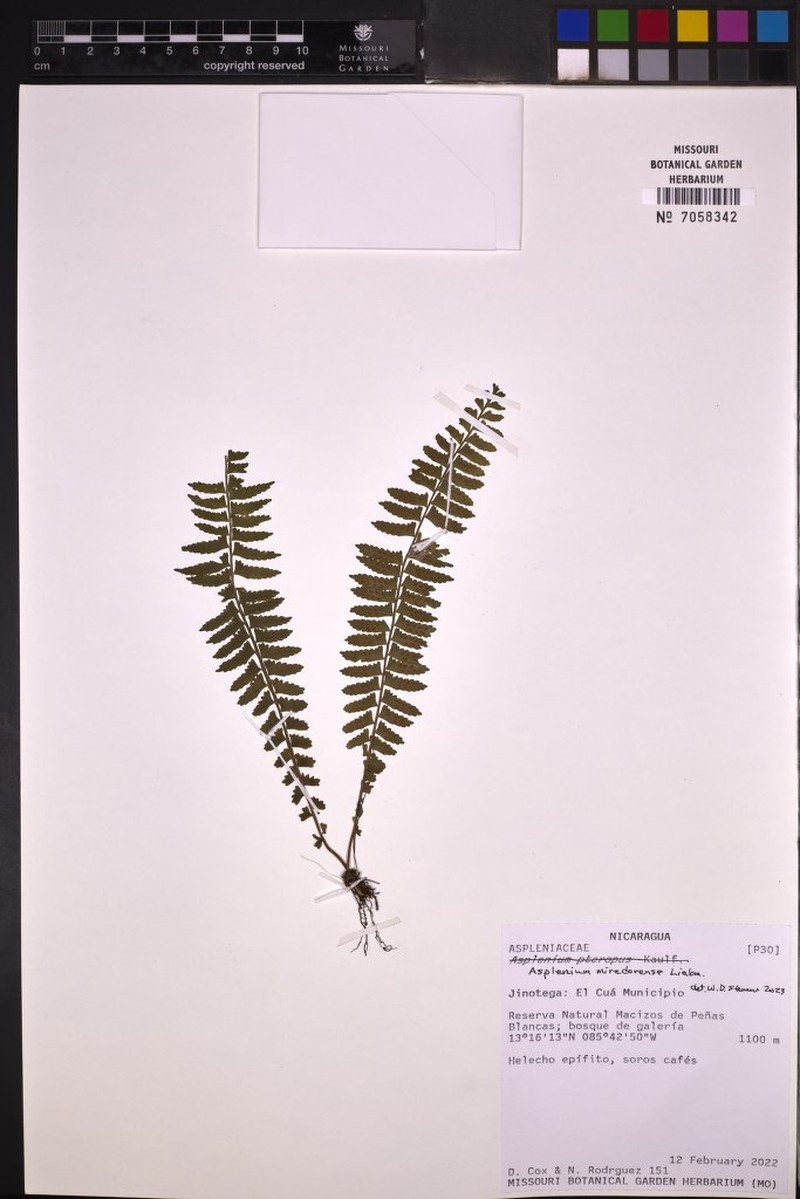 Asplenium miradorense photo 6