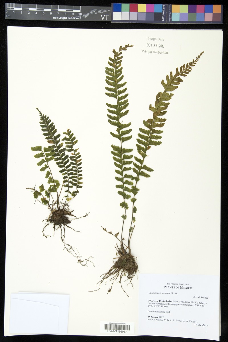 Asplenium miradorense