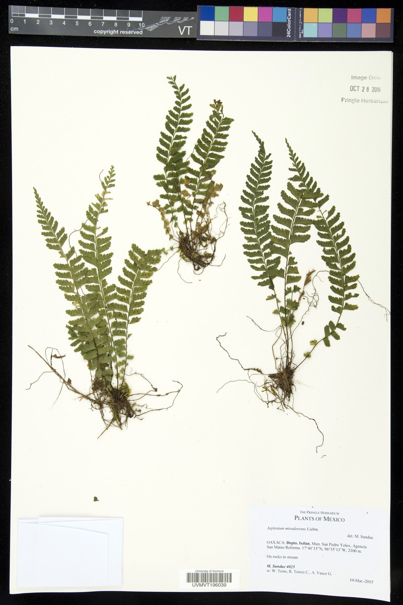 Asplenium miradorense photo 2
