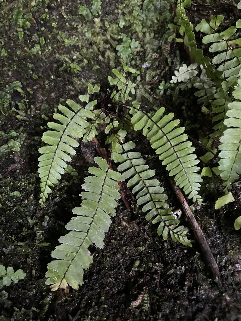 Singlesorus Spleenwort