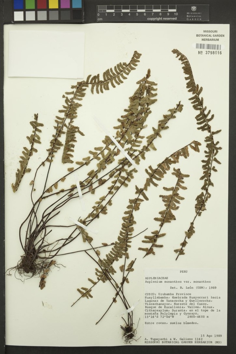 Asplenium monanthes var. monanthes