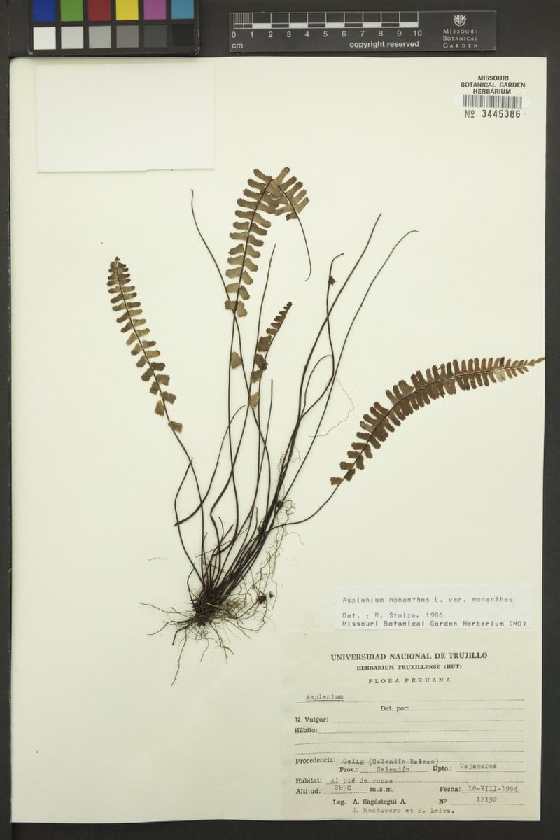 Asplenium monanthes var. monanthes photo 2