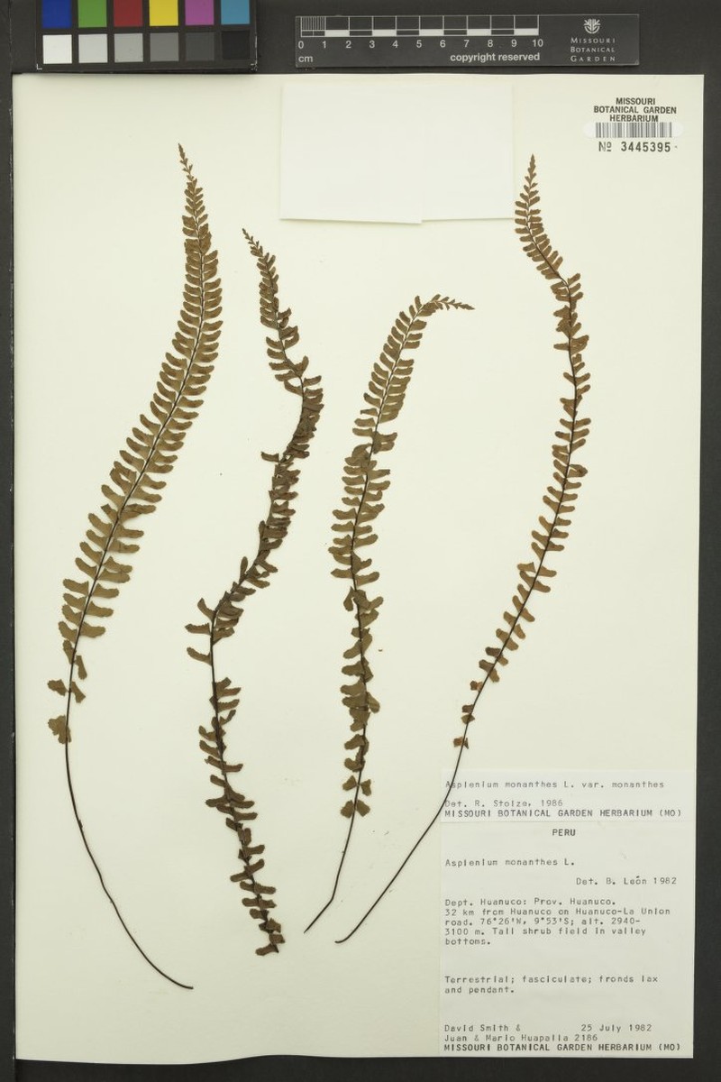 Asplenium monanthes var. monanthes photo 3
