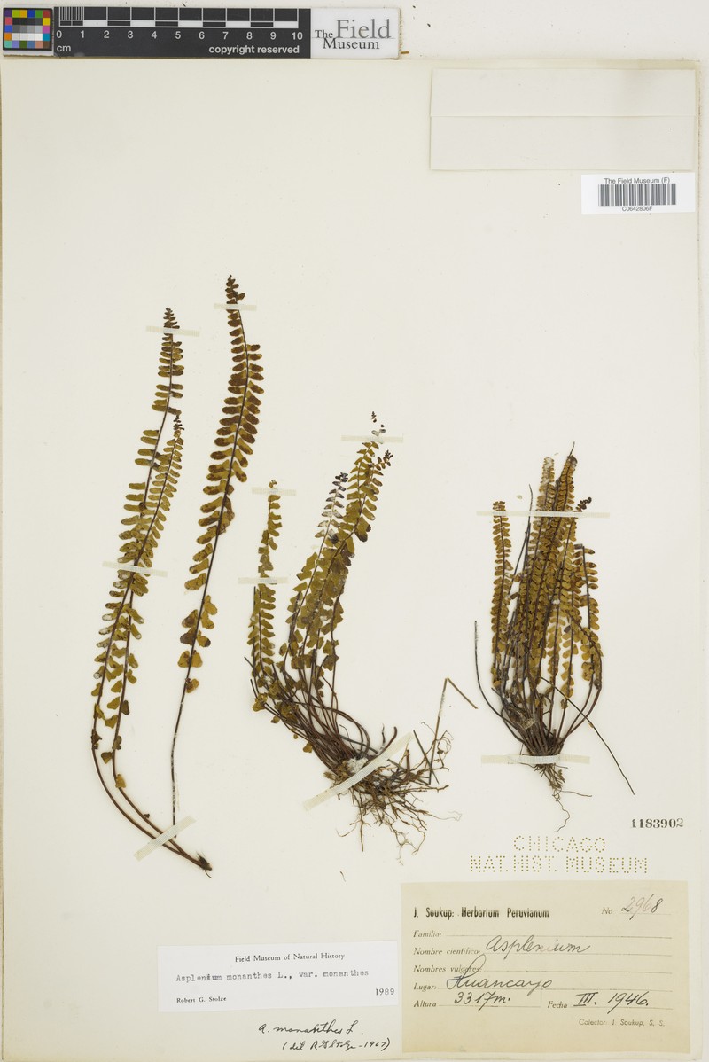 Asplenium monanthes var. monanthes photo 4