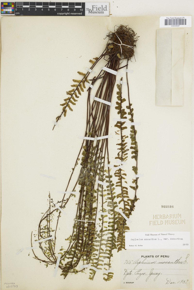 Asplenium monanthes var. monanthes photo 5