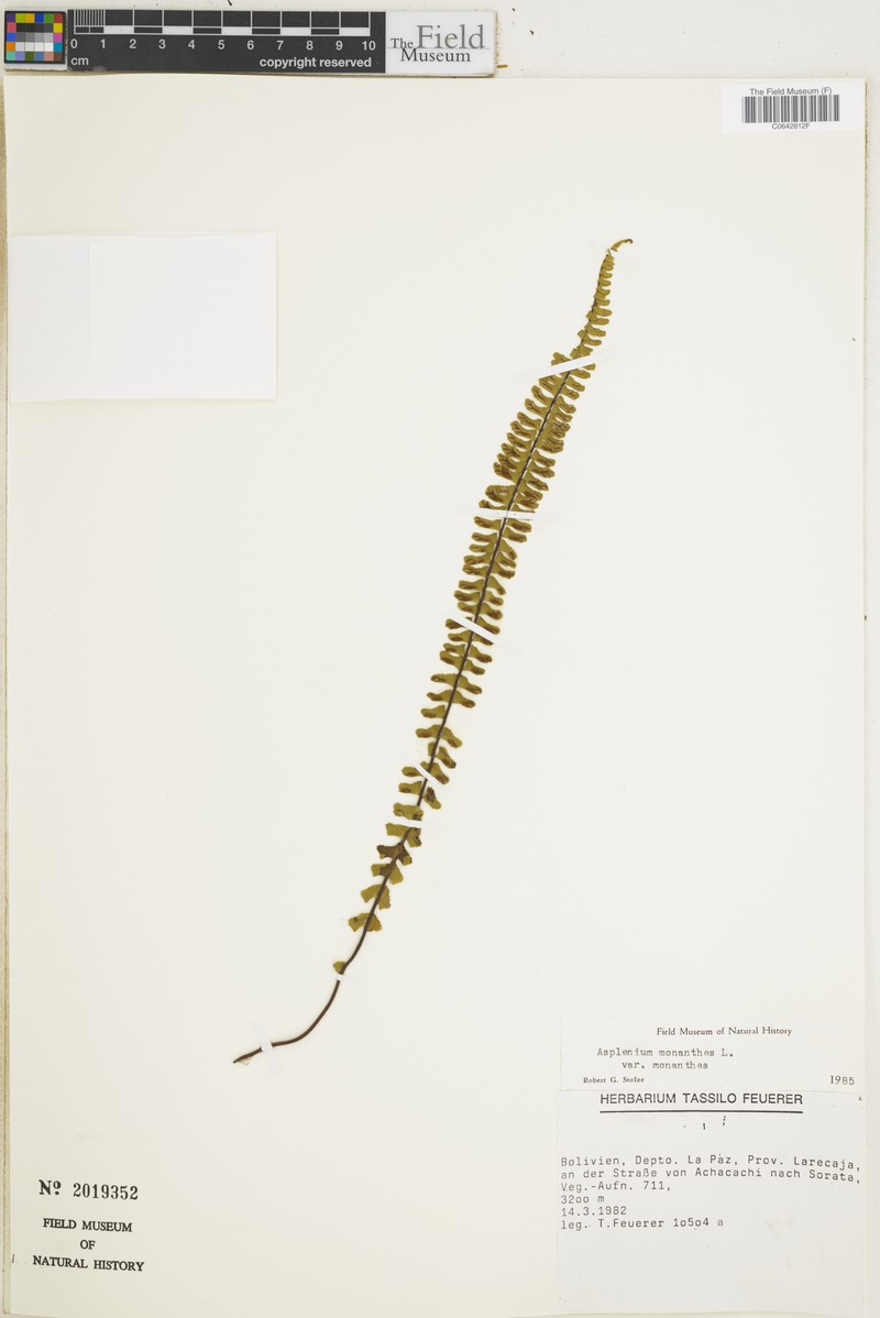 Asplenium monanthes var. monanthes photo 6