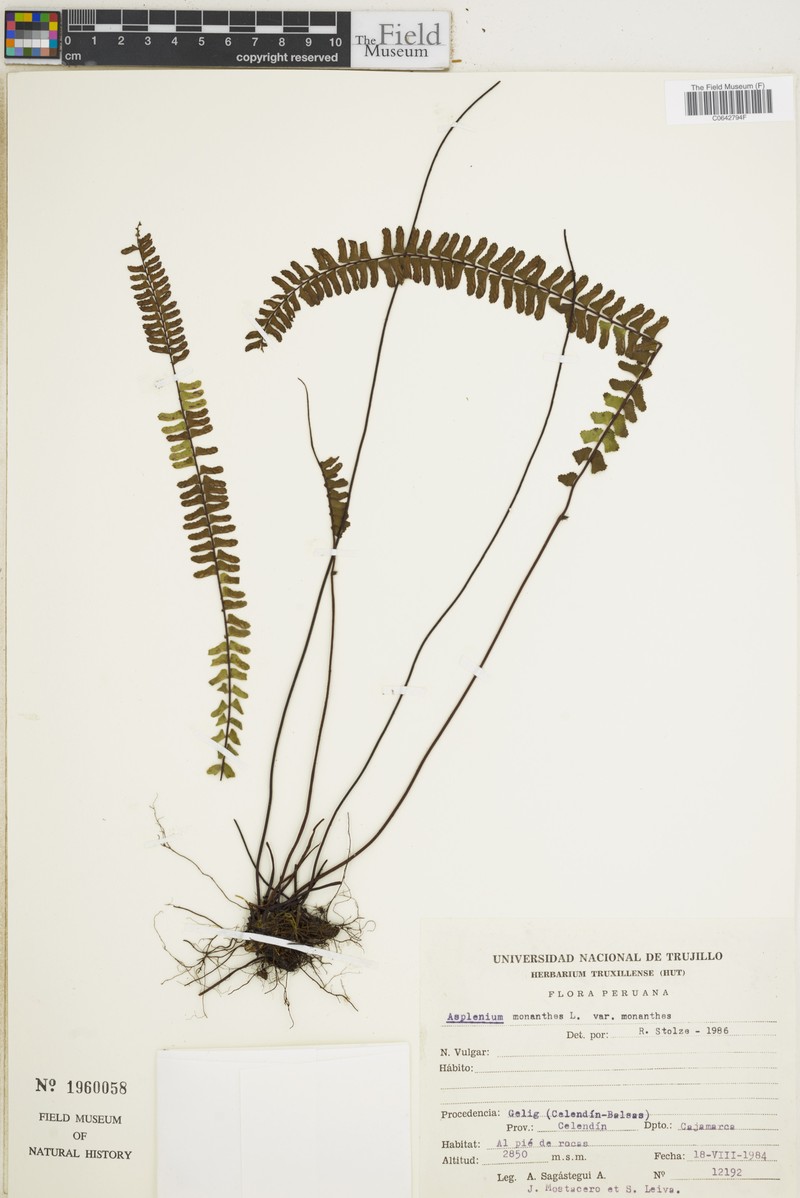 Asplenium monanthes var. monanthes photo 7