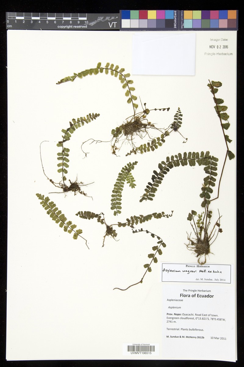Asplenium monanthes var. wagneri