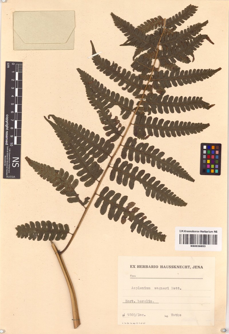 Asplenium monanthes var. wagneri photo 2
