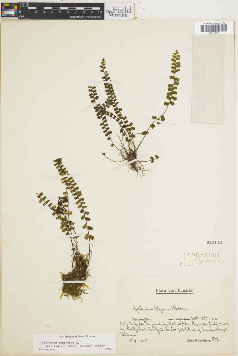Asplenium monanthes var. wagneri photo 3