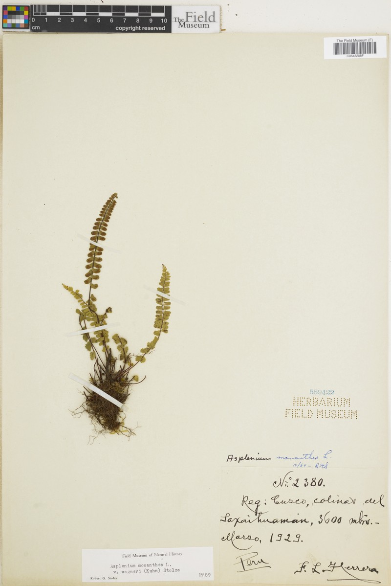 Asplenium monanthes var. wagneri photo 4