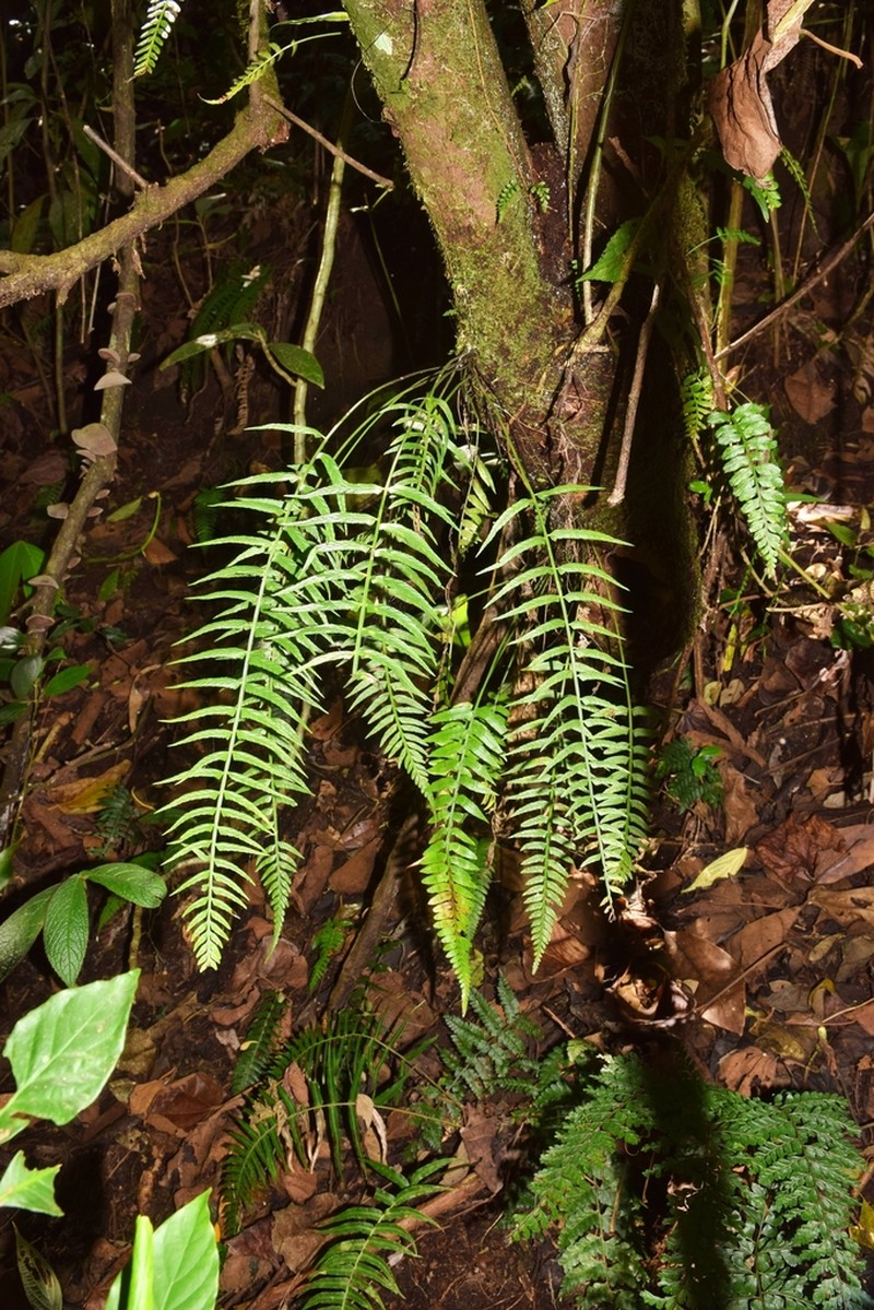 Asplenium monodon photo 3