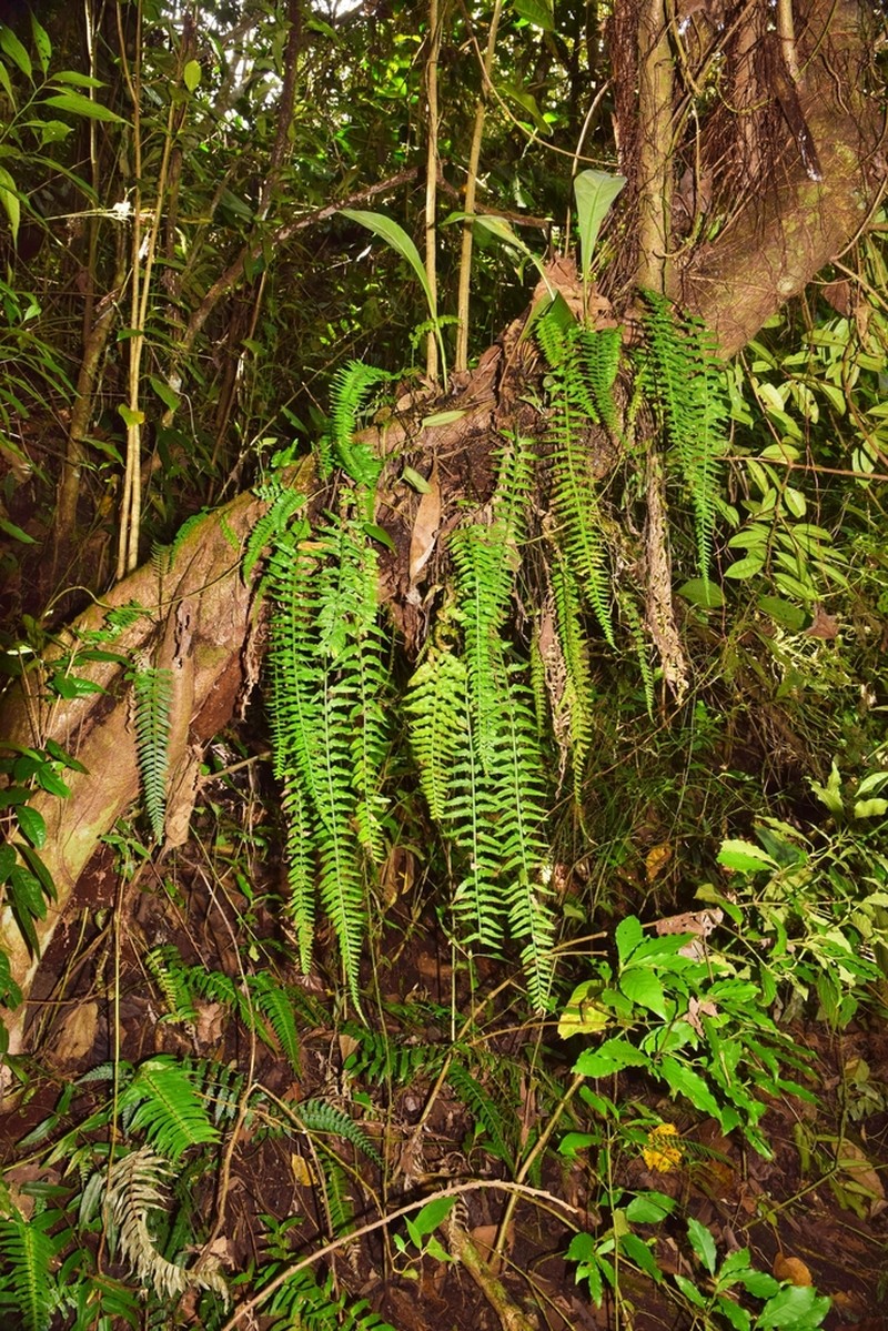 Asplenium monodon photo 4