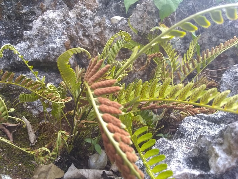 Asplenium monodon photo 5
