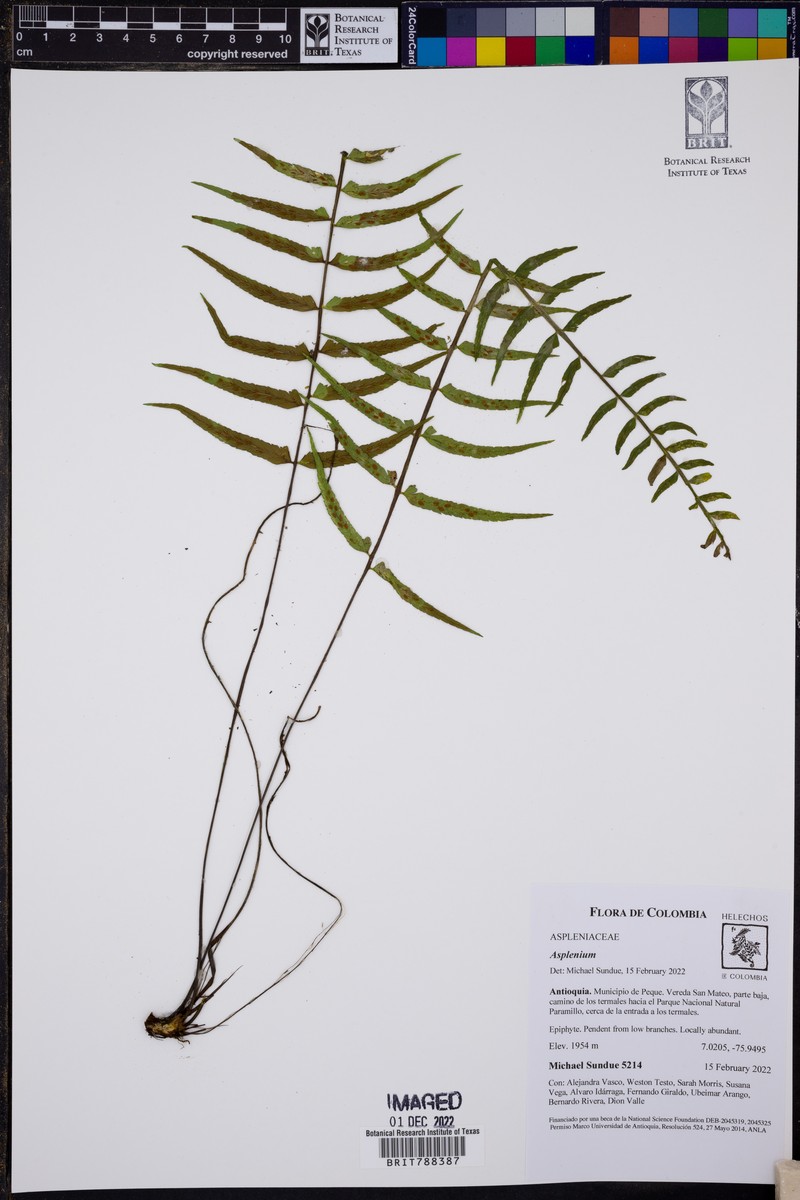 Asplenium monodon photo 7