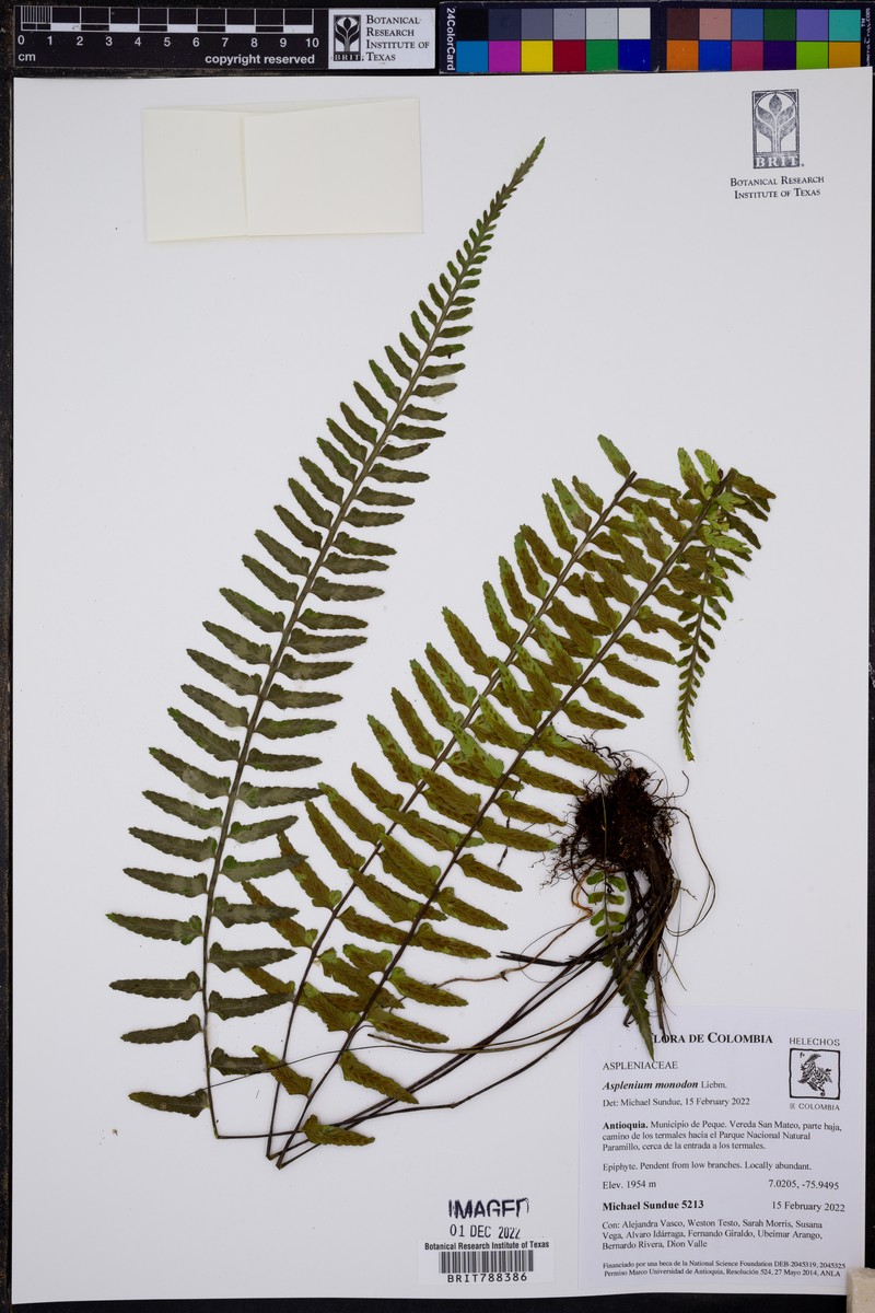 Asplenium monodon photo 8