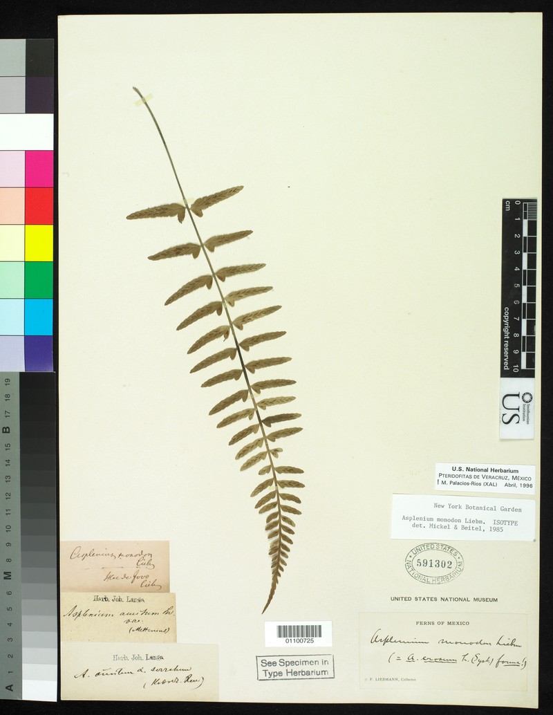 Asplenium monodon