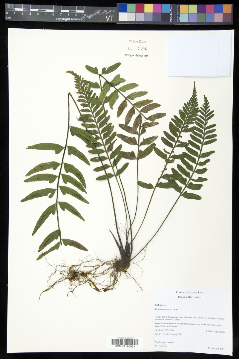 Asplenium monodon