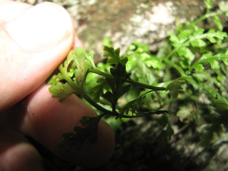 Mountain Spleenwort photo 3